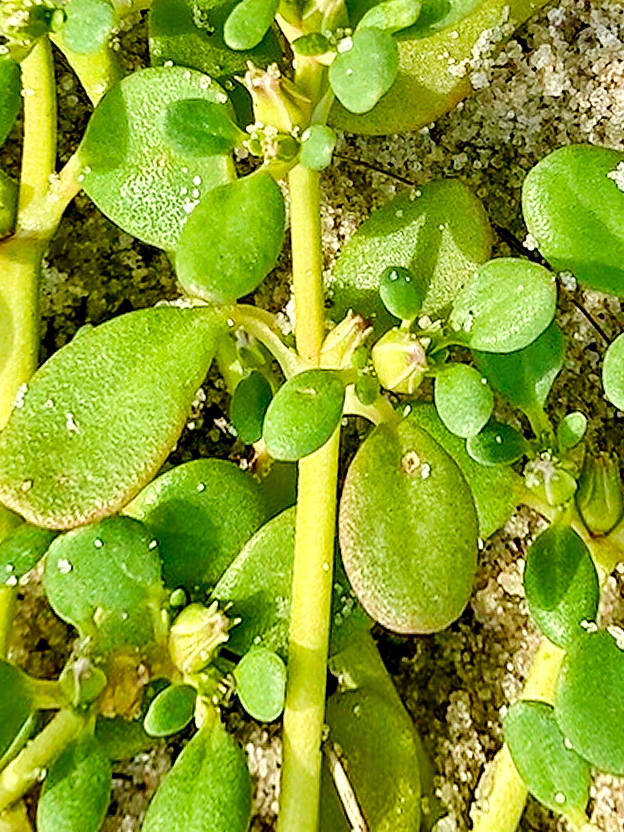Sesuvium maritimum — search result for 'Sesuvium'