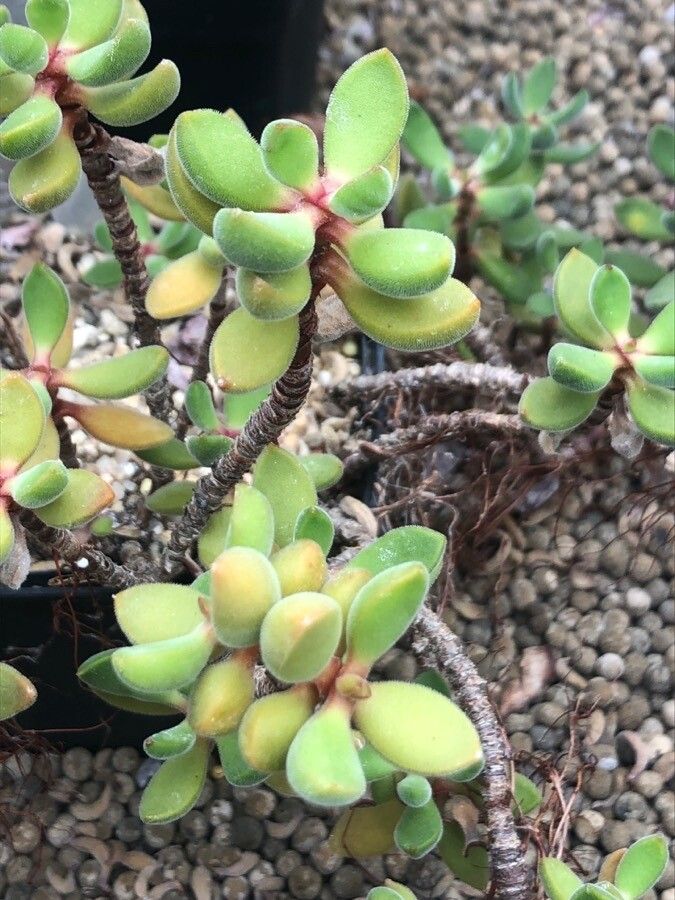 Crassula rogersii — search result for 'Crassula'