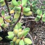 Crassula rogersii
