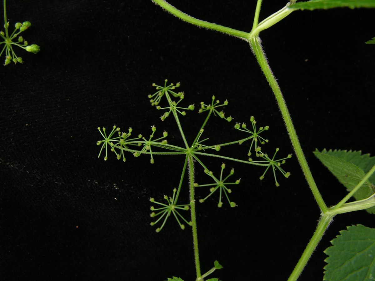 Pimpinella urceolata fruit