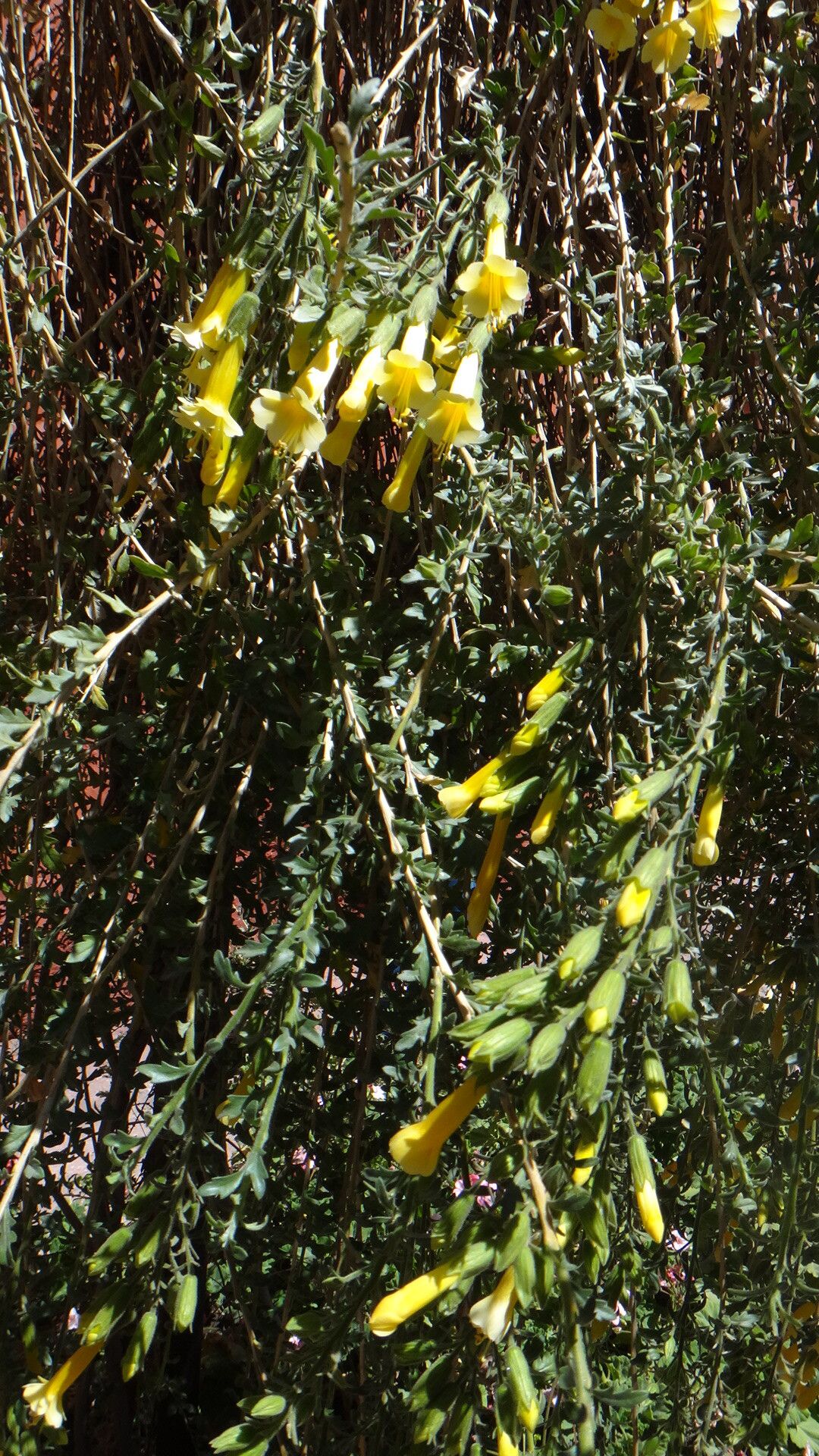 Cantua buxifolia habit