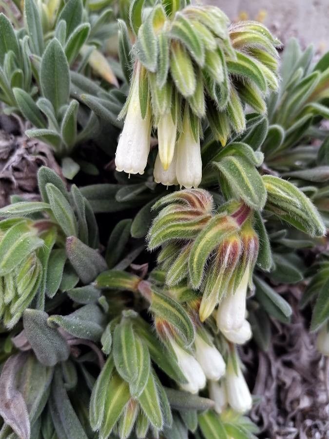 Onosma arenaria leaf