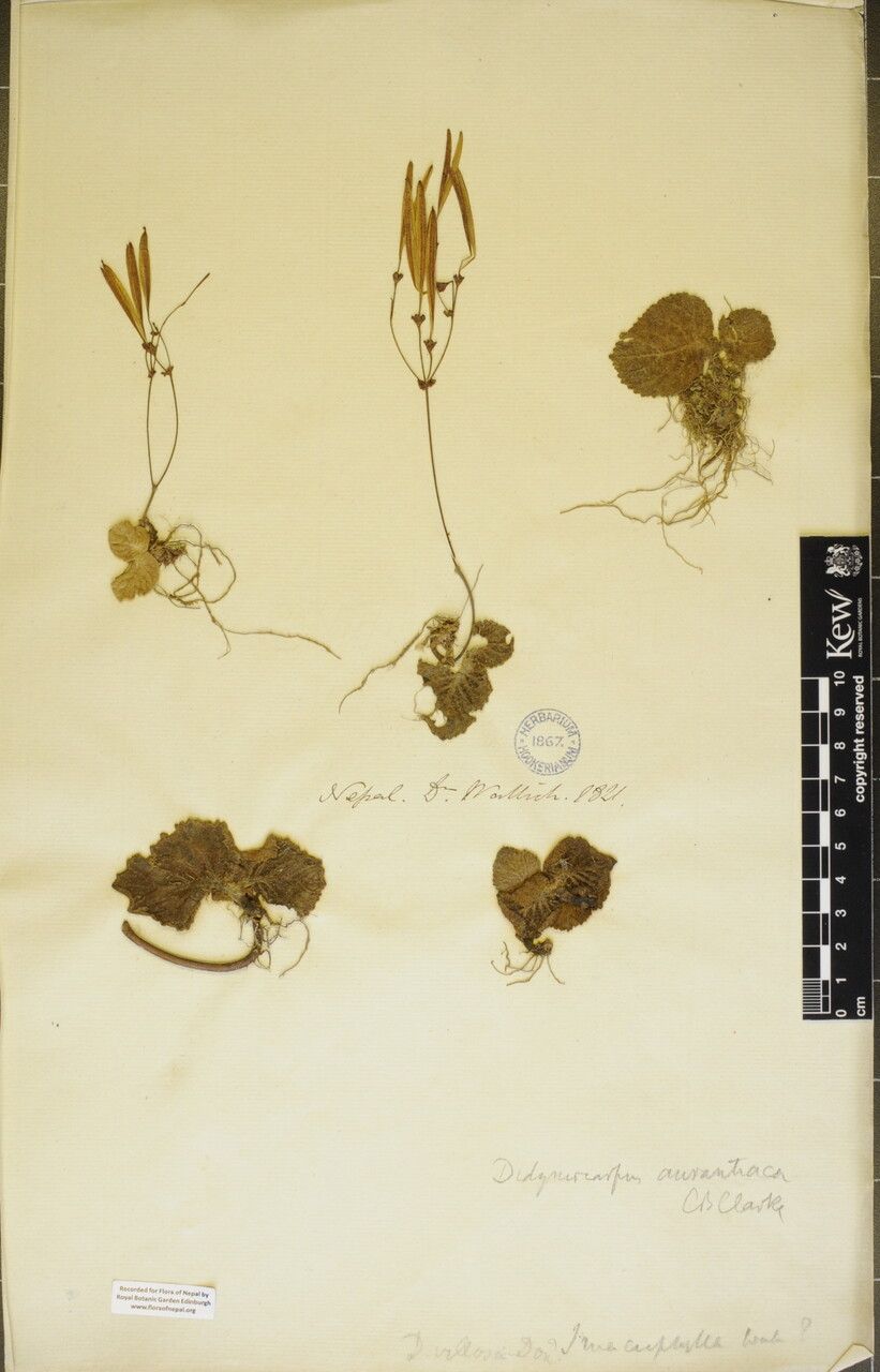 Didymocarpus aurantiacus — related species from the same genus