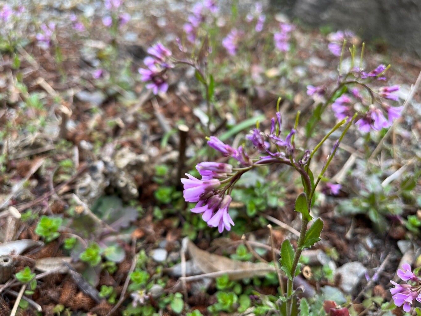 Arabis purpurea flower