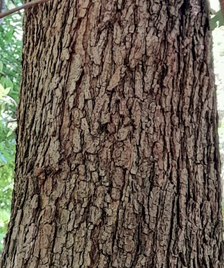 Quercus germana bark