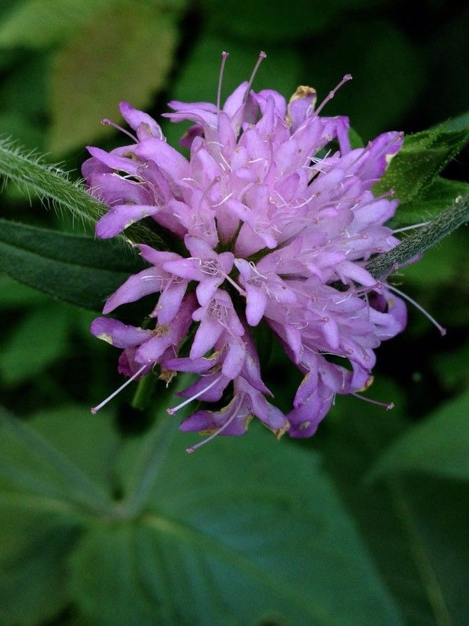 Knautia maxima flower