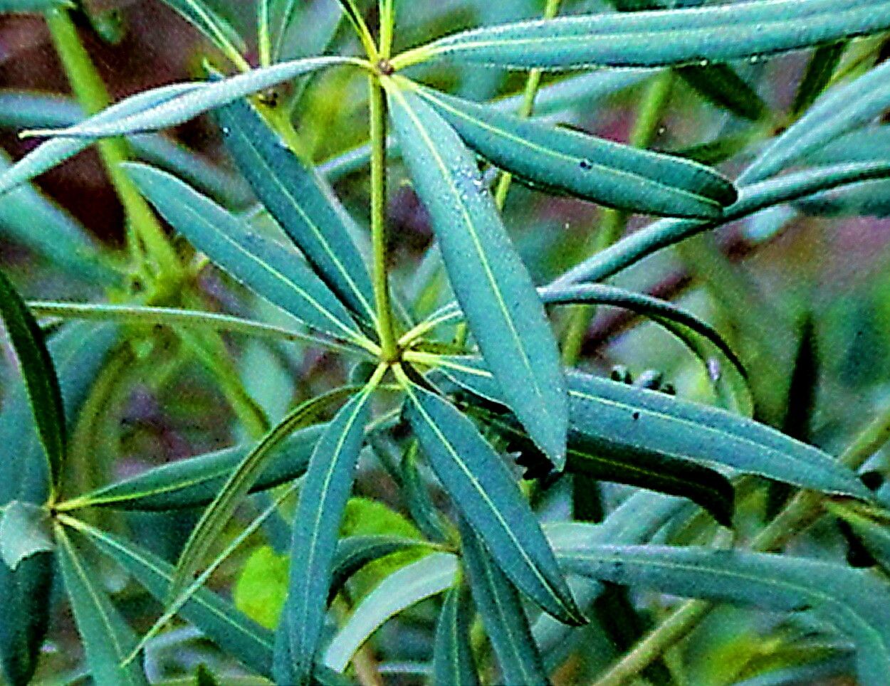 Alstonia actinophylla — related species from the same genus