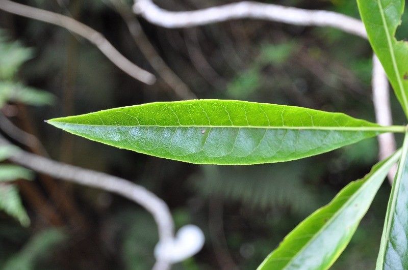 Psiadia laurifolia leaf