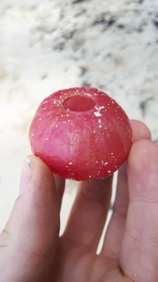 Hernandia nymphaeifolia fruit