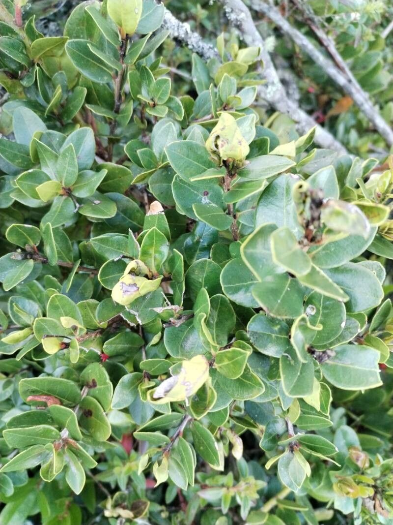 Myrcianthes leucoxyla — houseplant care guide