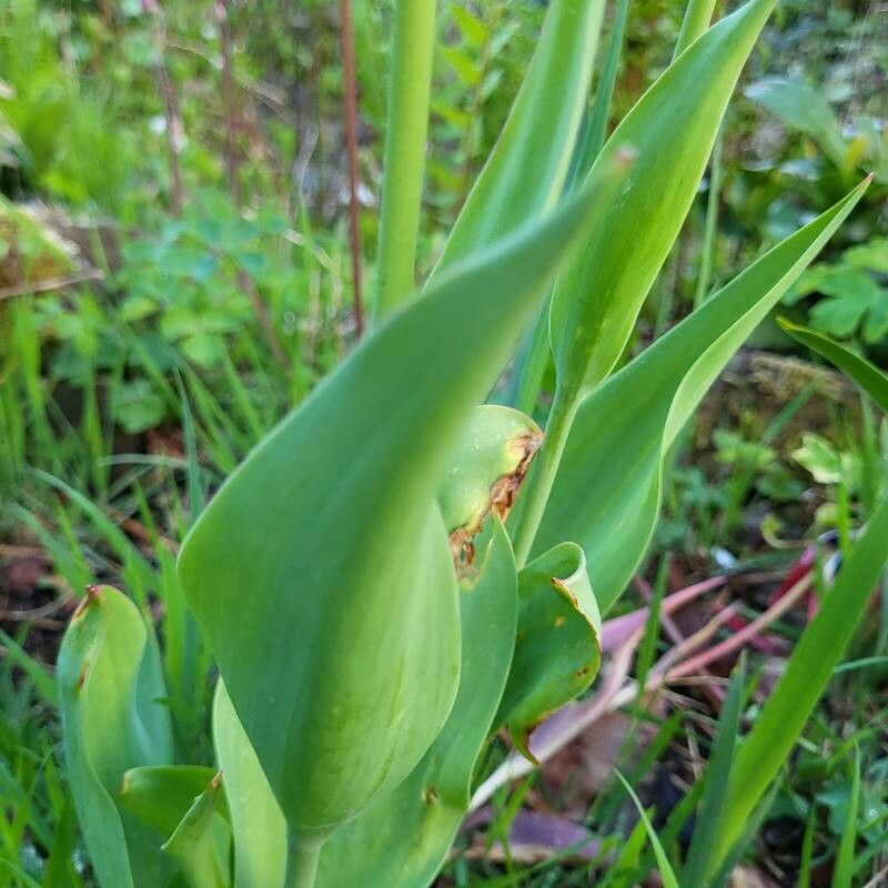Tulipa grengiolensis leaf