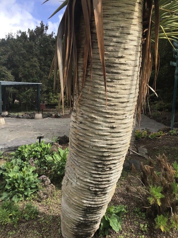 Dracaena tamaranae bark