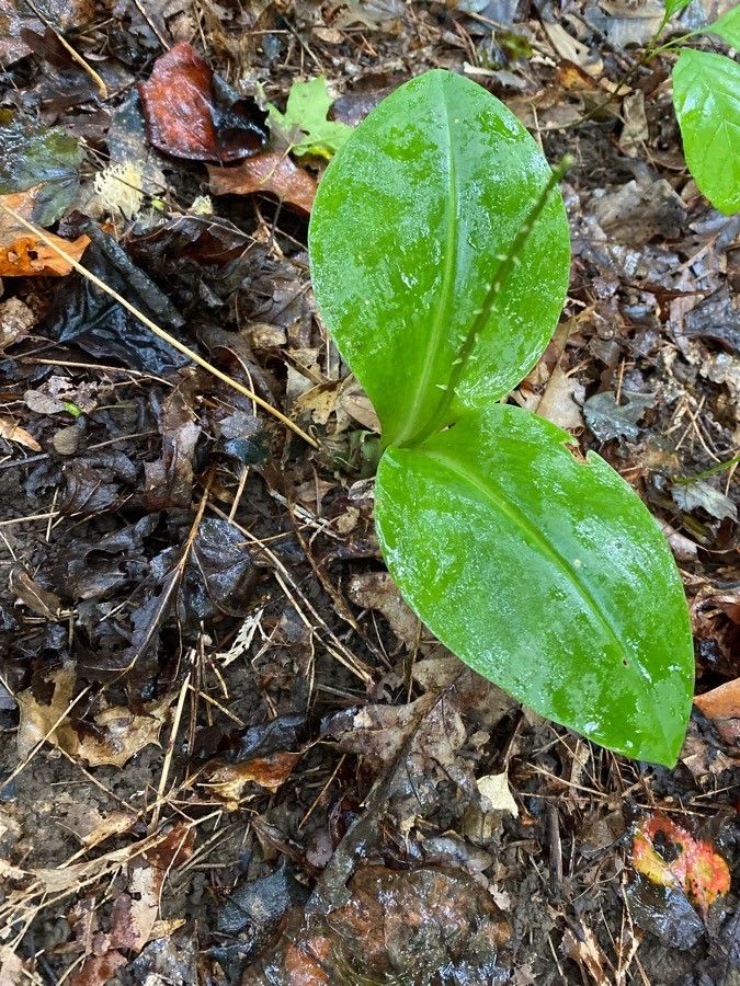 Platanthera orbiculata leaf