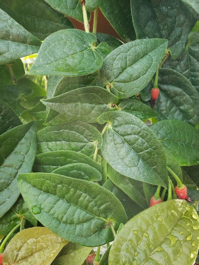 Ceratostema silvicola leaf