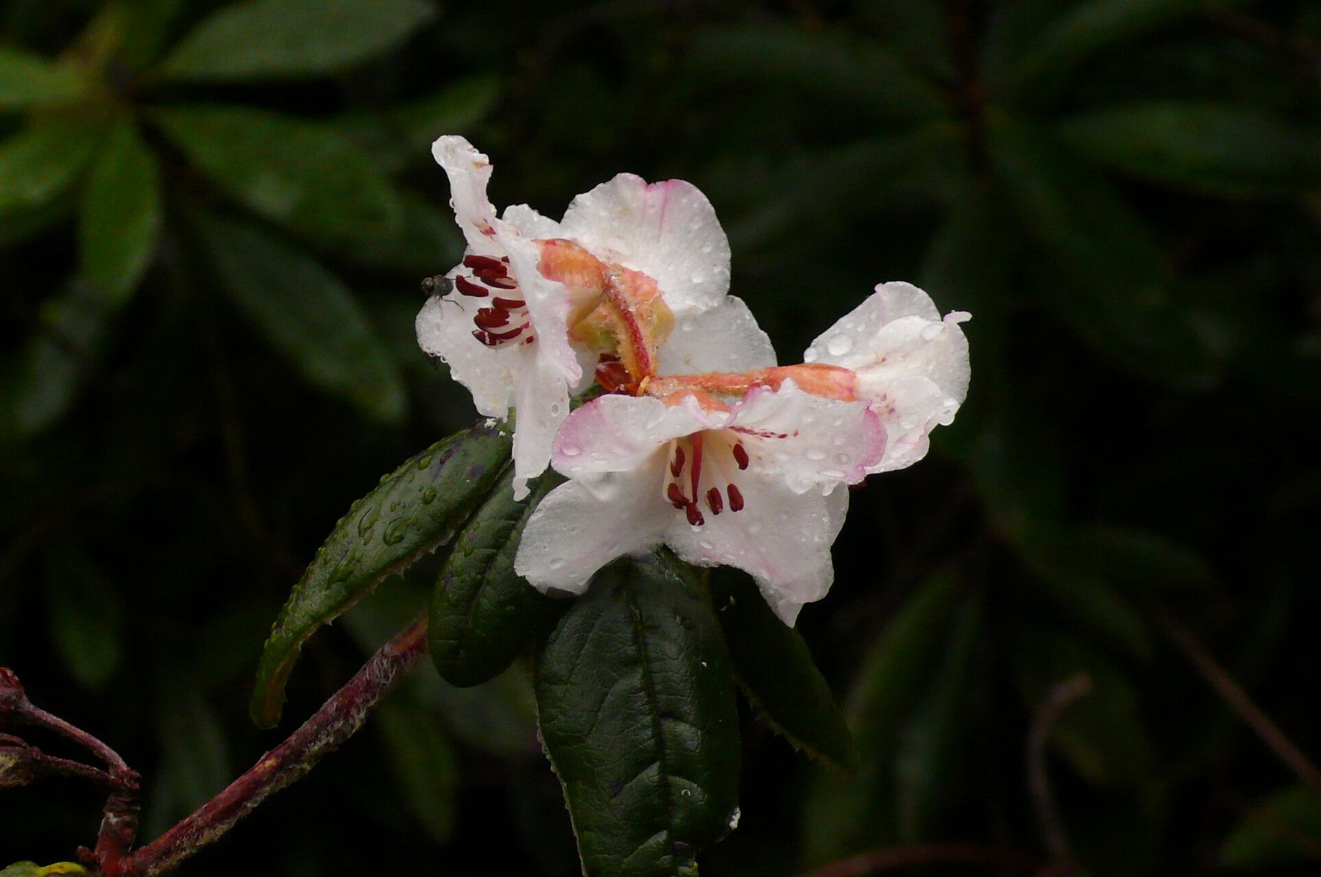 Rhododendron pendulum flower