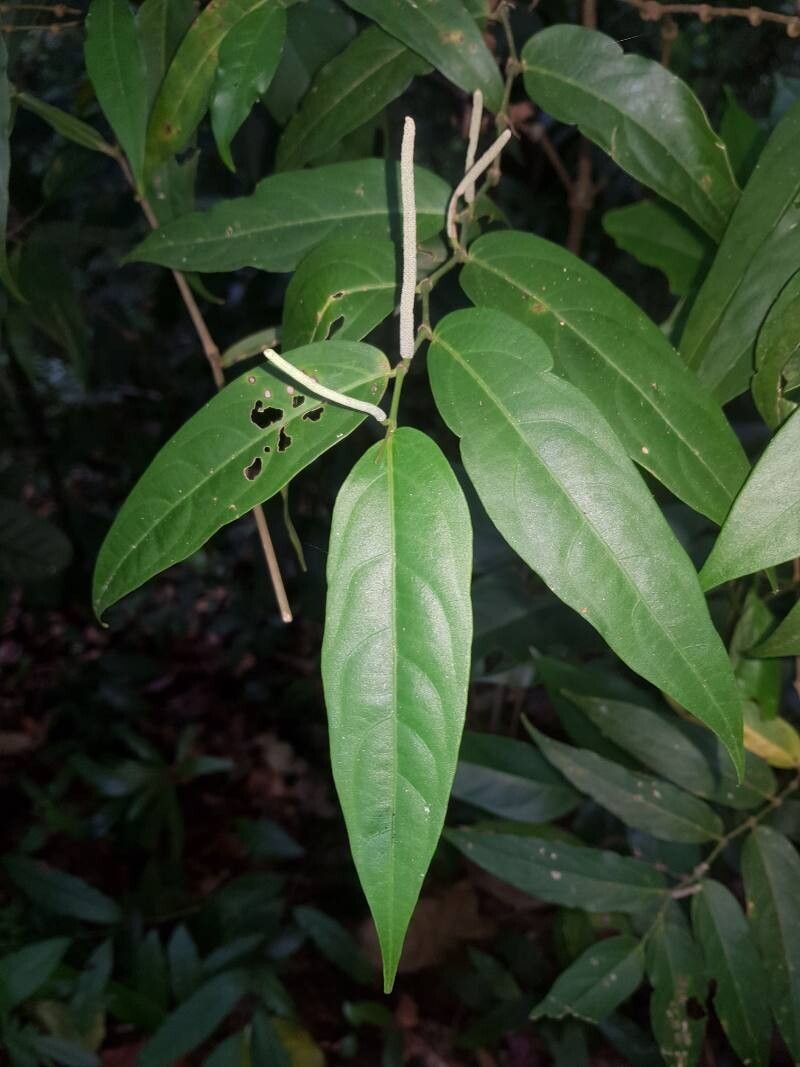 Piper playa-blancanum — houseplant care guide