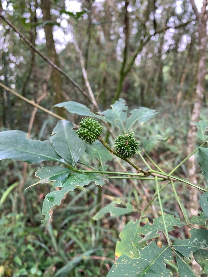 Esenbeckia febrifuga fruit
