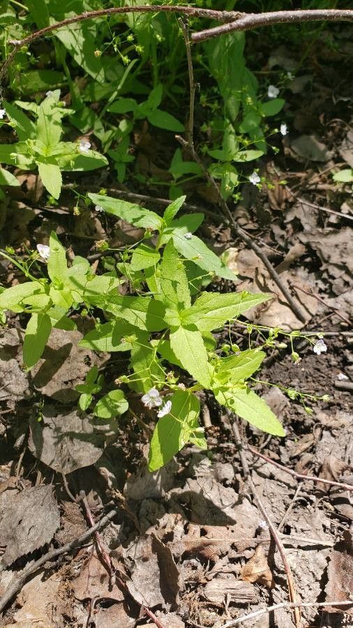Veronica americana