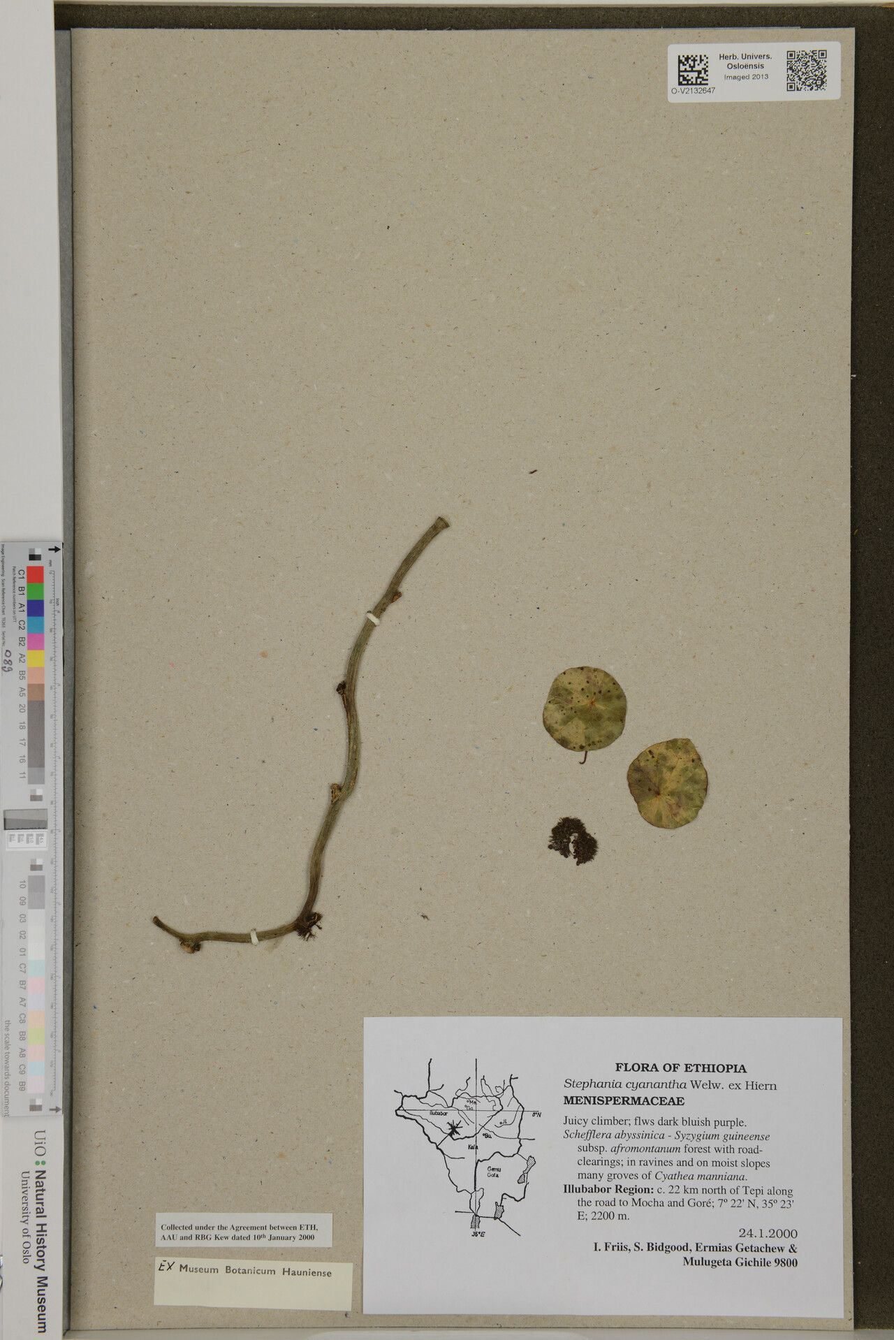 Stephania cyanantha — related species from the same genus