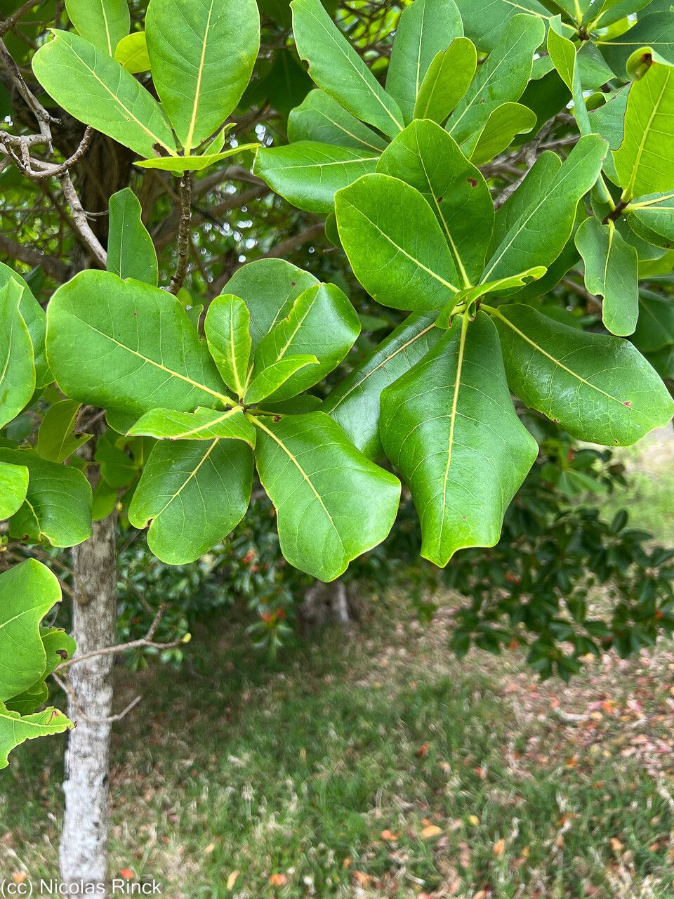 Terminalia rubricarpa — houseplant care guide