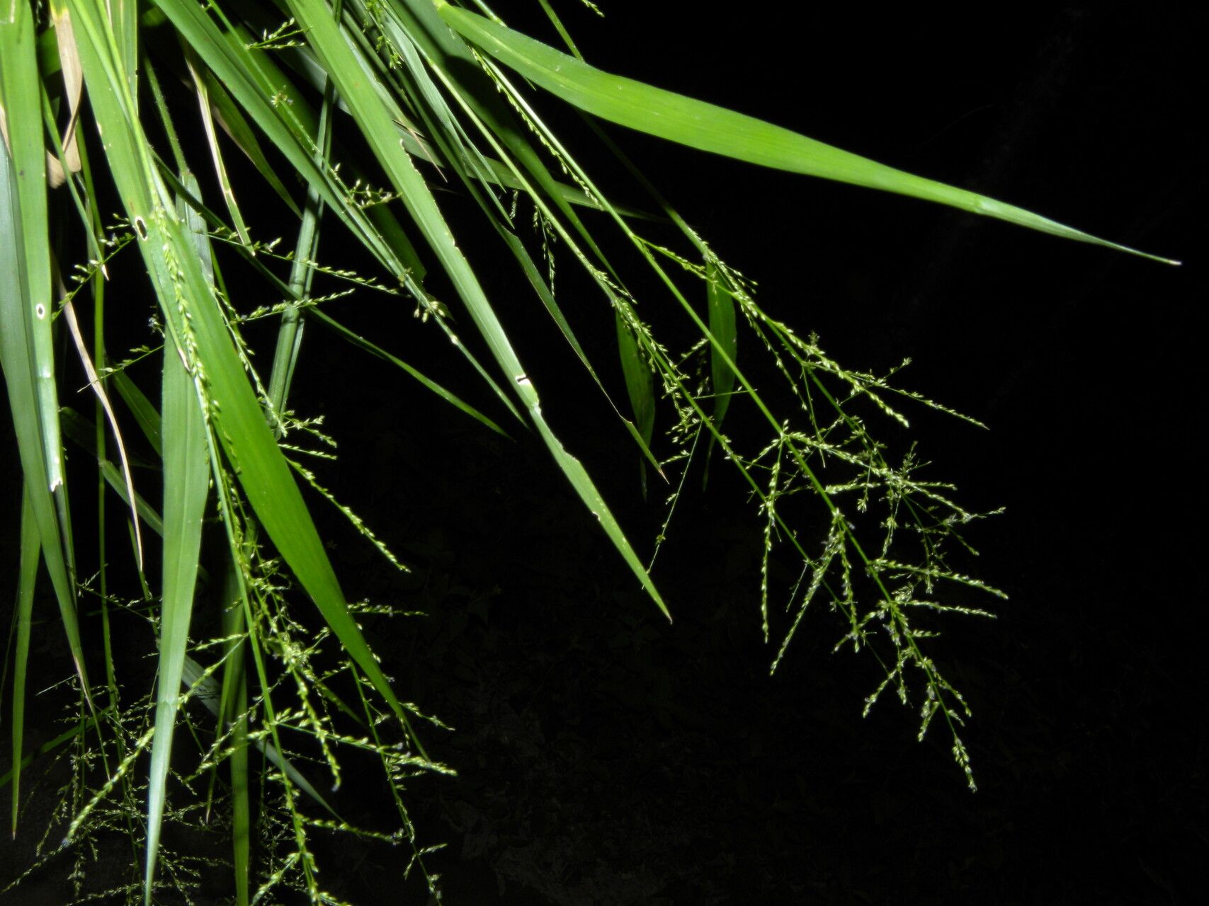 Panicum hirsutum — houseplant care guide