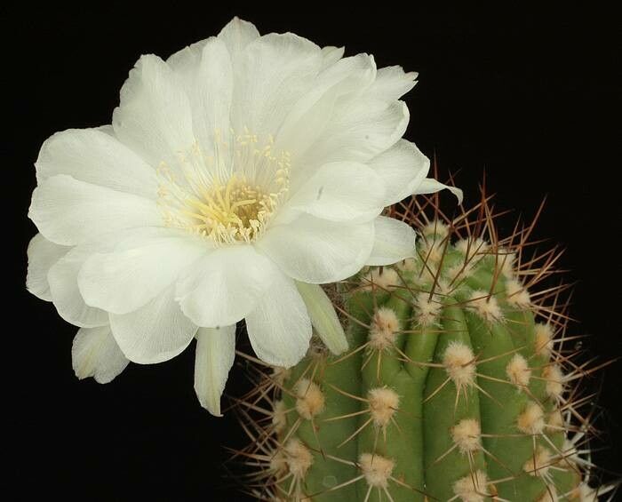 Lobivia caineana — houseplant care guide