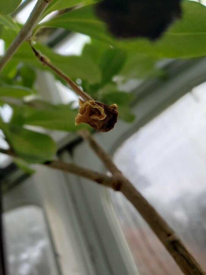 Brunfelsia americana flower