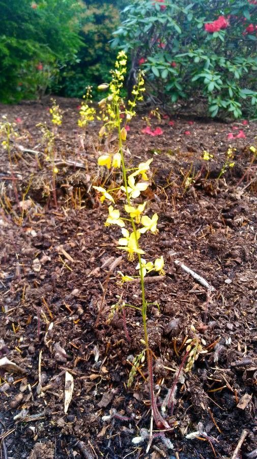 Epimedium pinnatum subsp. colchicum — houseplant care guide