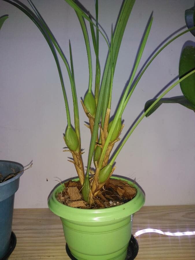 Maxillariella tenuifolia — houseplant care guide