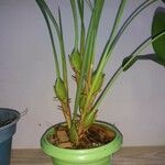 Maxillariella tenuifolia