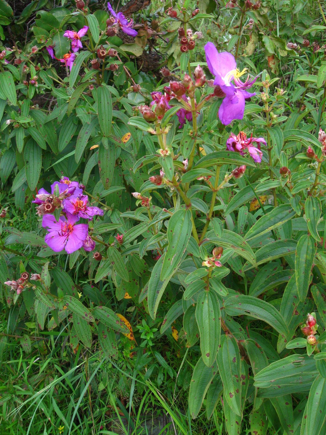 Feliciotis perkinsiae habit