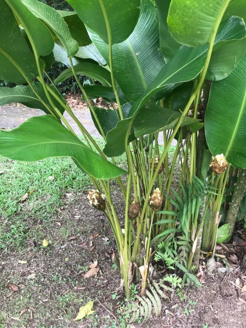 Goeppertia inocephala — search result for 'Goeppertia'