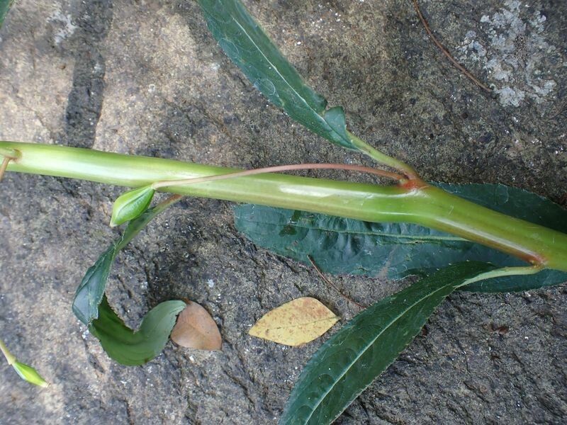 Impatiens irvingii leaf