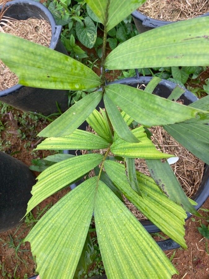 Normanbya normanbyi leaf