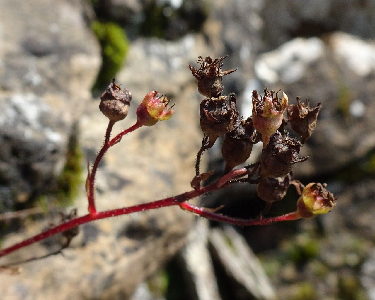Saxifraga paniculata fruit