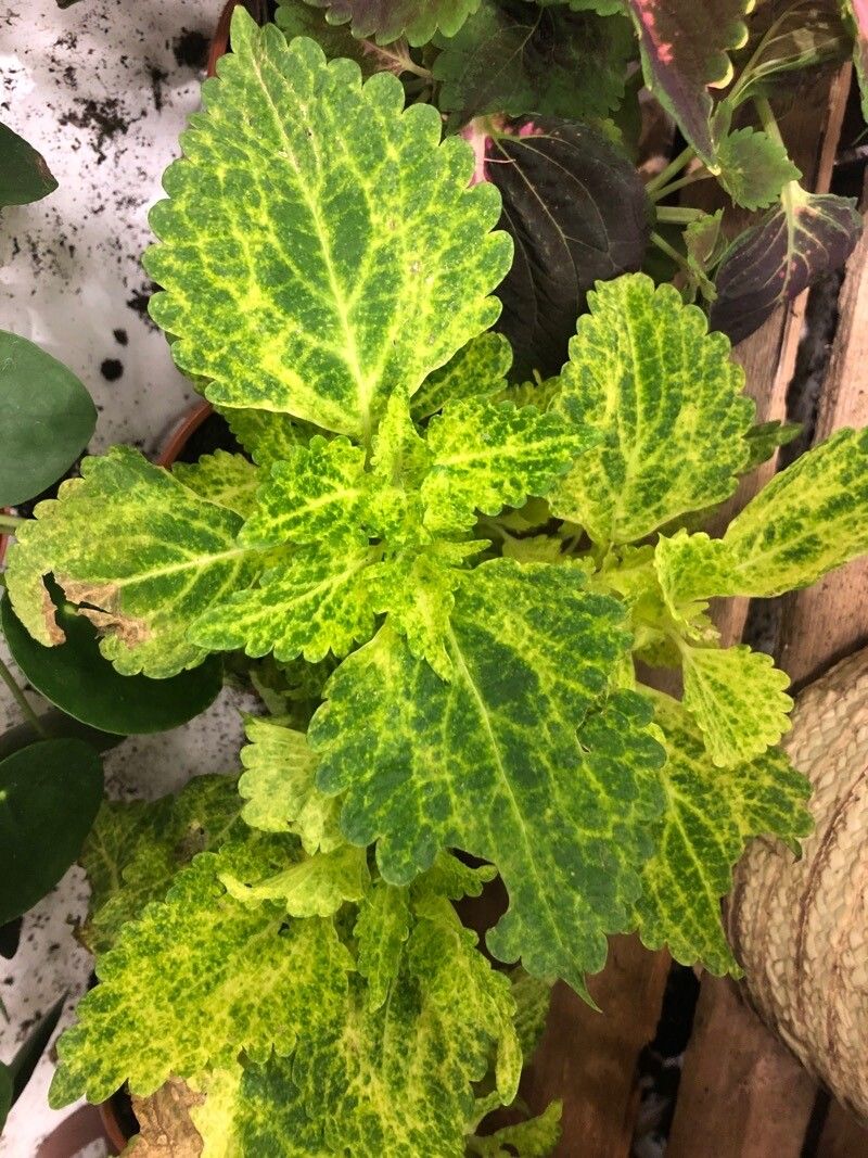 Plectranthus spp. leaf
