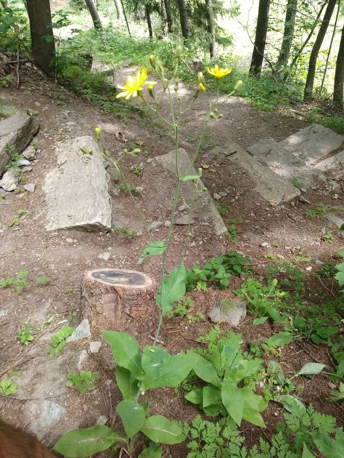 Hieracium umbrosum habit