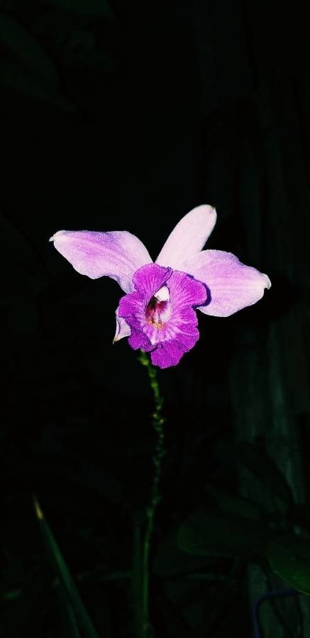 Arundina graminifolia flower