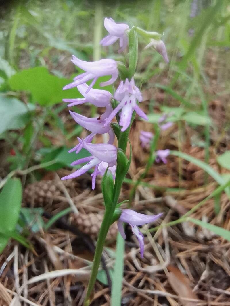 Neottianthe cucullata — houseplant care guide