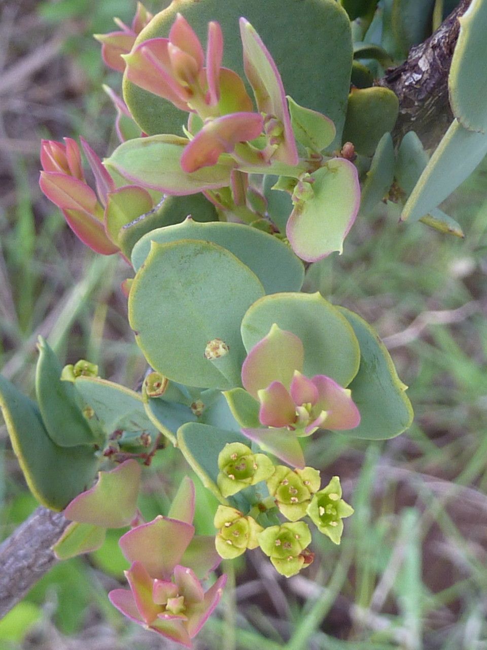 Cynanchum revoilii flower