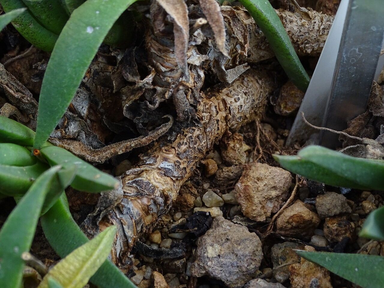 Bergeranthus vespertinus bark