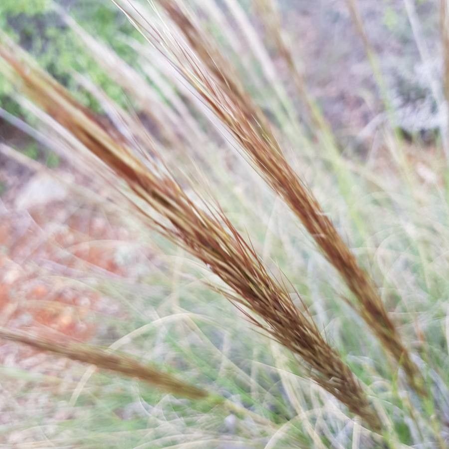 Stipa tenacissima flower