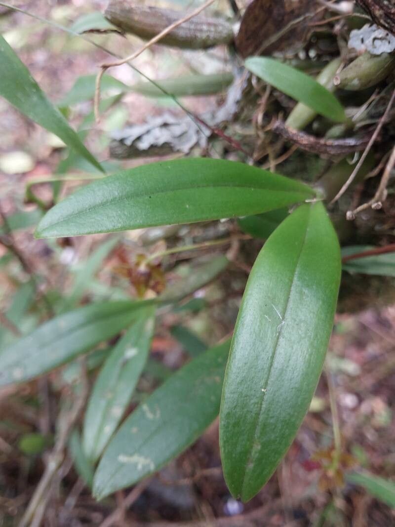Bulbophyllum francoisii — houseplant care guide