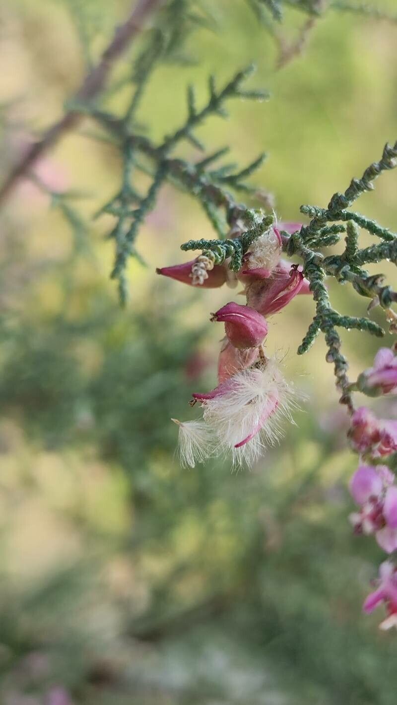 Tamarix macrocarpa fruit