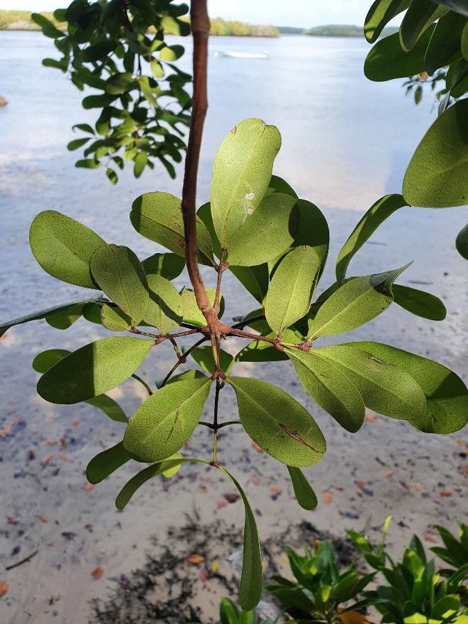 Xylocarpus granatum — houseplant care guide