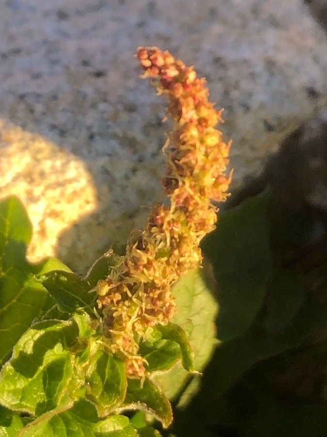 Blitum bonus-henricus flower