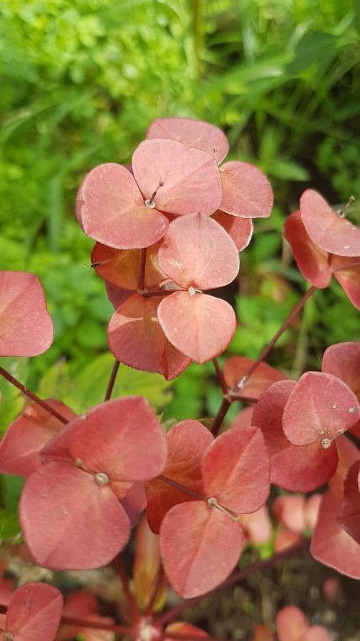 Euphorbia lucorum — houseplant care guide