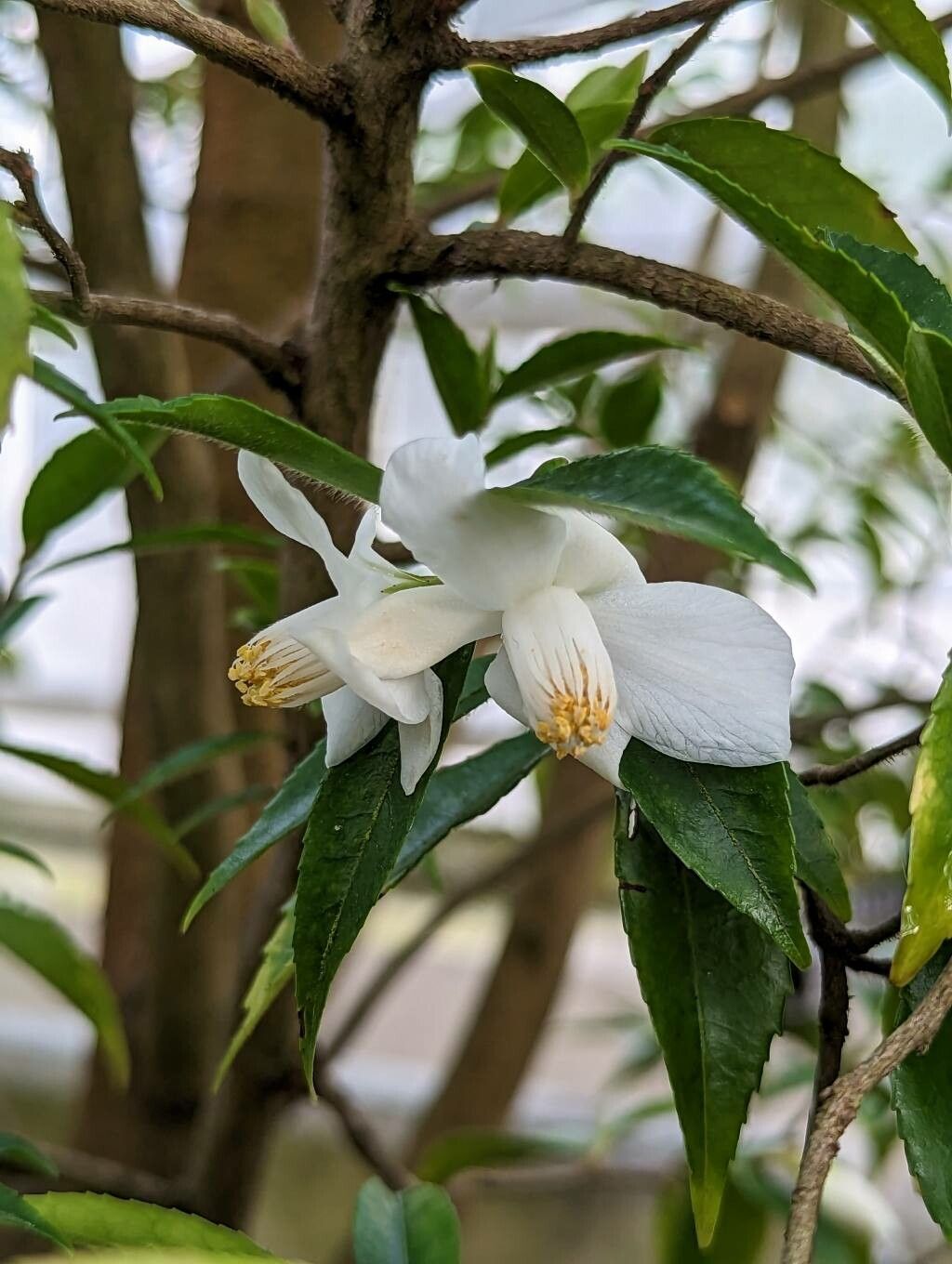 Camellia salicifolia flower