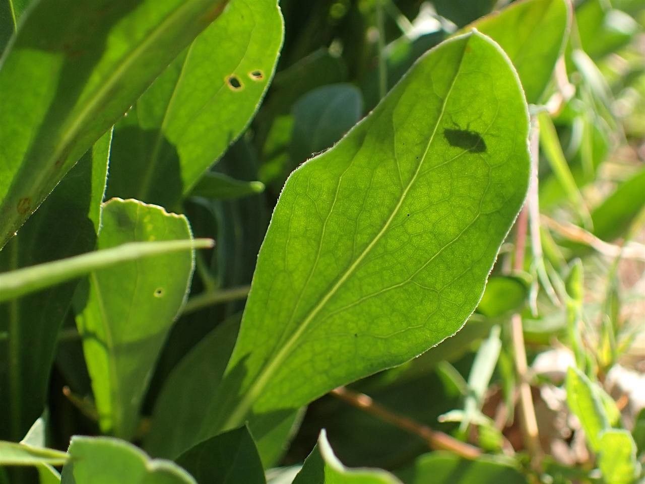 Erigeron glabellus — search result for 'Erigeron'