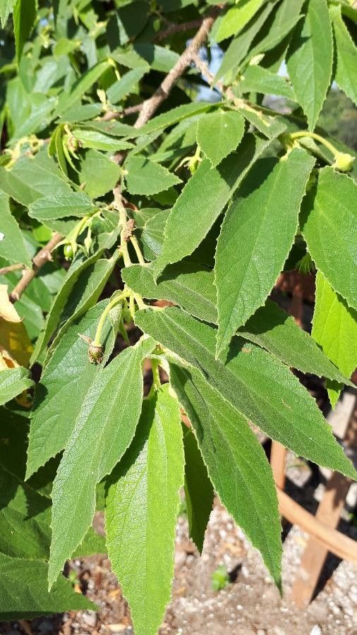 Muntingia calabura — search result for 'Philippines'